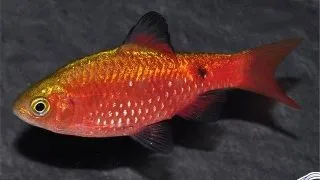 Puntius conchonius diamant