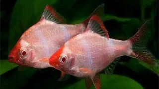 Barbus tetrazona albino