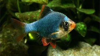Barbus tetrazona green