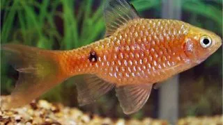 Barbus conchonius gold