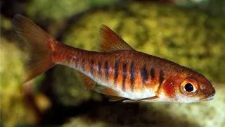 Barbus fasciolatus barilioides