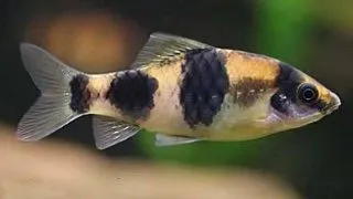 Barbus melanampyx (panda)