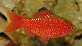Barbus conchonius neon super color