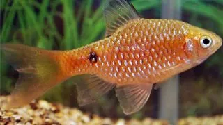 Barbus Puntius conchonius long fin