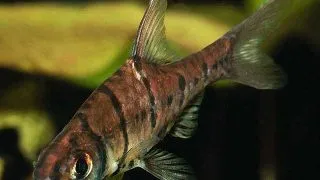Eirmotus octozona