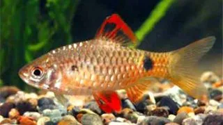 Barbus Capoeta oligolepis gold