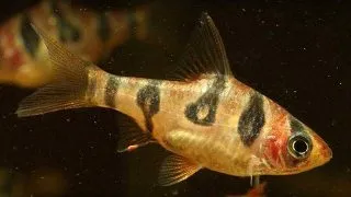 Puntius rhomboocellatus