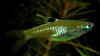 Rasbora dorsiocellata
