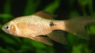 Barbus Puntius conchonius gold-long