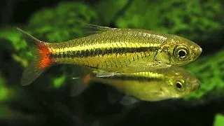 Rasbora borapetensis
