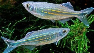 Danio aequipinnatus malabaricus