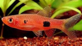 Rasbora kalochroma