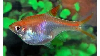 Rasbora heteromorpha gold