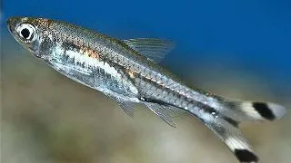 Rasbora trilineata