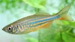Danio devario