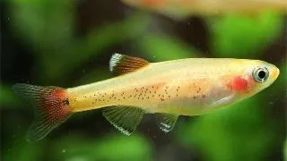 Tanichthys Gold