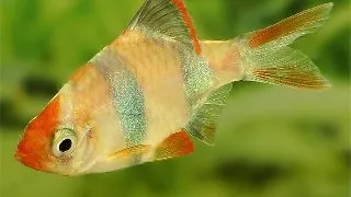 Barbus tetrazona  gold green