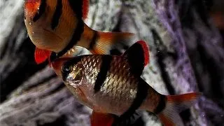 Barbus Capoeta tetrazona h.k.
