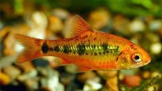 Barbus Capoeta schuberti neon