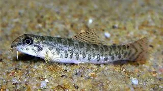 Acanthocobitis botia