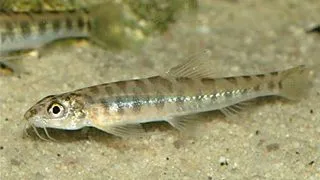 Neomacheilus corica