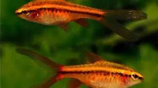 Barbus titteya long fin