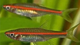 Rasbora pauciperforata