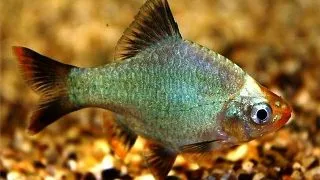 Barbus Tetrazona Platinum Green