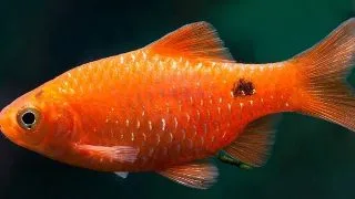 Barbus conchonius orange