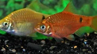 Barbus conchonius neon orange supercolor