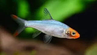 Sawbwa resplendens