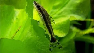 Otocinclus Affinis