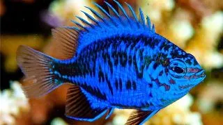 Springers Damselfish (Chrysiptera springeri)