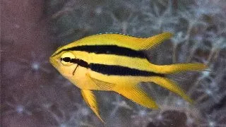 Neoglyphidodon Nigroris (Black-and-gold chromis)