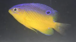 Stegastes leucostictus (beaugre gory)