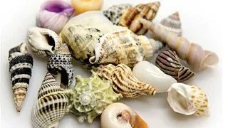 Cochilii Hobby Sea Shells Set M 10 bucati