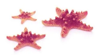 Set de 3 stele Oase biOrb Sea Star roz