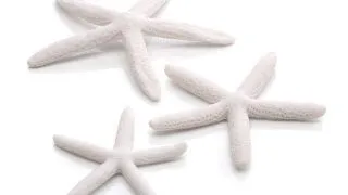 Set 3 stele de mare Oase biOrb Starfish albe