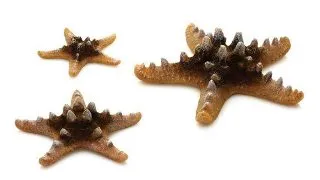 Set de 3 stele Oase biOrb Sea Star natural
