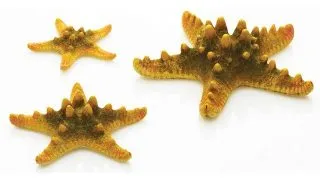 Set de 3 stele Oase biOrb Sea Star galbene