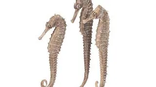 Set caluti de mare Oase biOrb seahorse natural