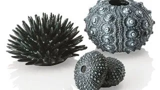 Set 3 arici de mare Oase biOrb Seeigel negru