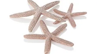 Set 3 stele de mare Oase biOrb Seesterne natural