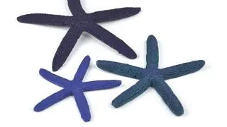 Set 3 stele de mare Oase biOrb Starfish albastre