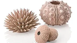 Set 3 arici de mare Oase biOrb Seeigel natural