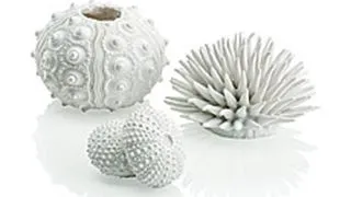 Set 3 arici de mare Oase biOrb Seeigel Set alb