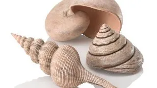 Set de 3 cochilii Oase biOrb Muschel Set natural