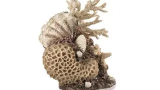 Decor Oase biOrb coral-shells ornament natural