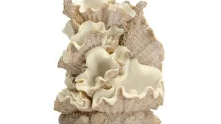 Decor grup scoici Oase biOrb Clamshell M