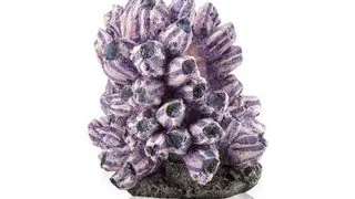 Decor grup scoici Oase biOrb barnacle cluster